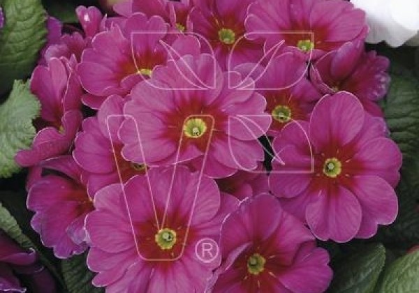 Primula vulgaris Jupiter Rose with Red Eye