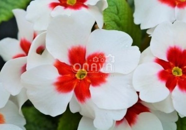 Primula vulgaris Jupiter White with Red Eye