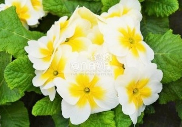 Primula vulgaris Jupiter Yellow Splash