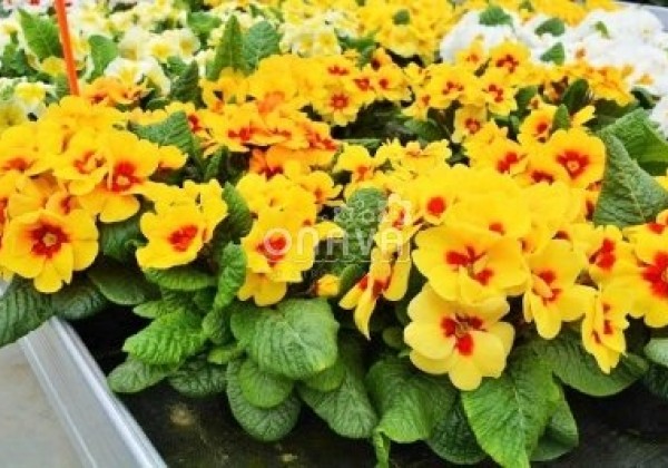 Primula vulgaris Jupiter Yellow with Red Eye