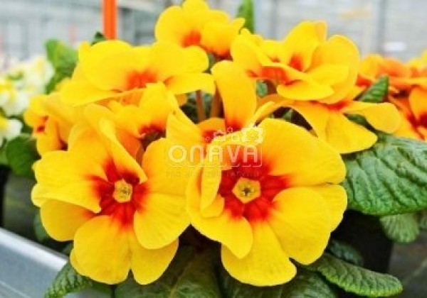 Primula vulgaris Jupiter Yellow with Red Eye