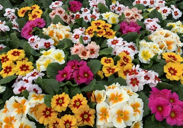 Primula vulgaris Jupiter Select Mix