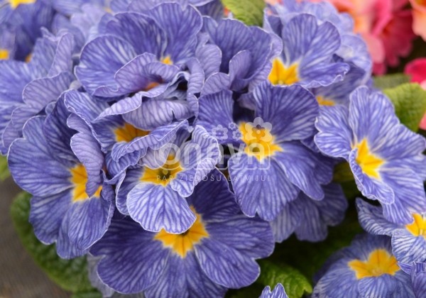 Primula vulgaris Nautilus Blue Vein