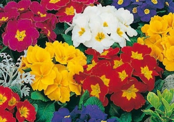 Primula vulgaris Oregon Special Mix