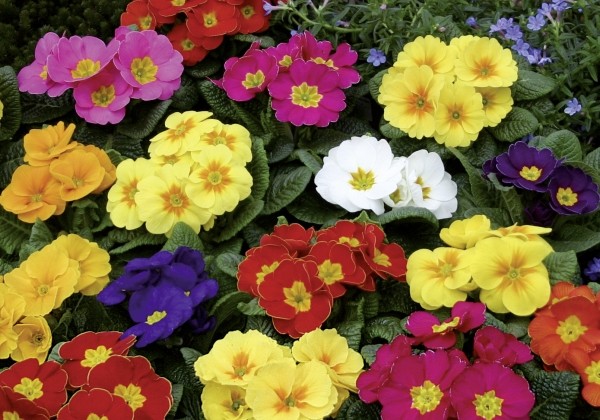 Primula vulgaris Oregon Mix