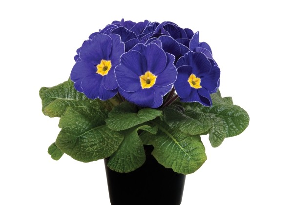 Primula vulgaris Paradiso Late Blue