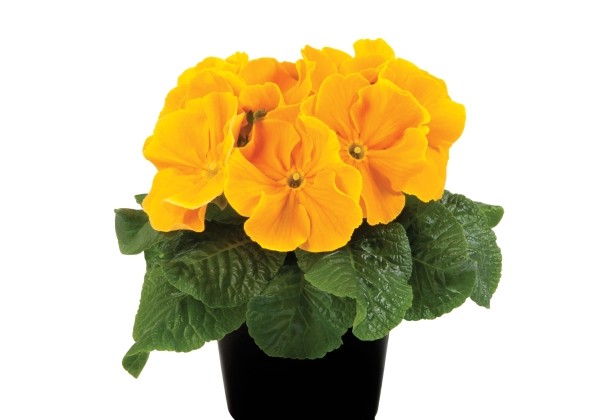 Primula vulgaris Paradiso Late Golden Orange