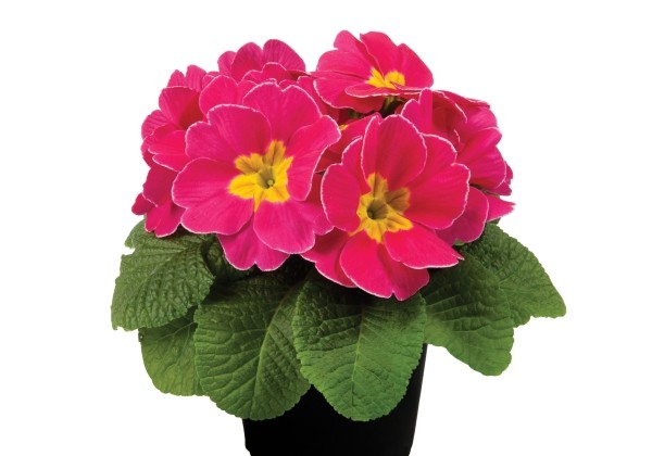 Primula vulgaris Paradiso Late Pink