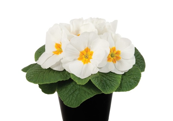 Primula vulgaris Paradiso Late White