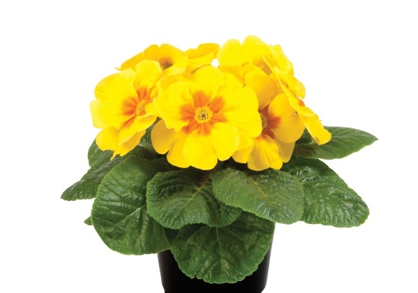Primula vulgaris Paradiso Late Yellow