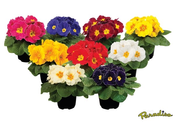 Primula vulgaris Paradiso Late Mix