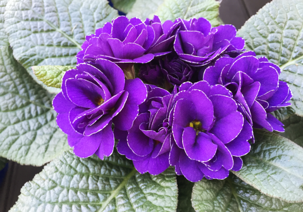 Primula vulgaris Palazzo Blue