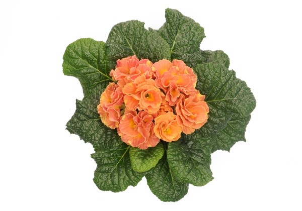 Primula vulgaris Palazzo Peach