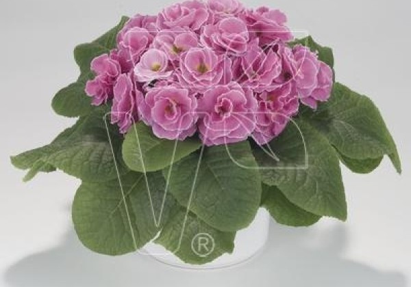 Primula vulgaris Palazzo Pink