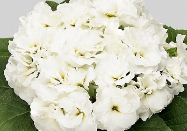 Primula vulgaris Palazzo White