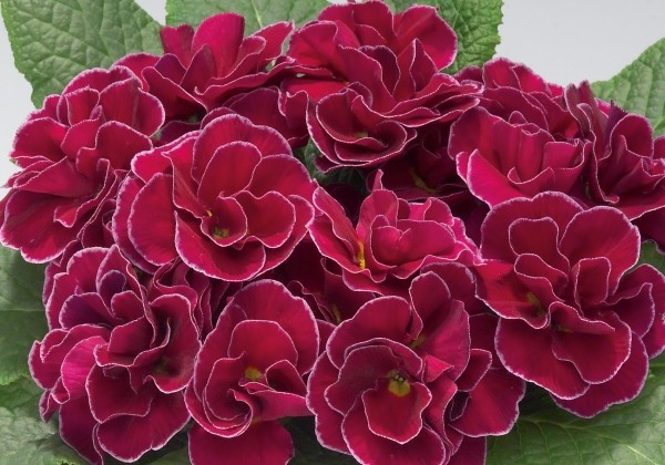 Primula vulgaris Palazzo Wine Red