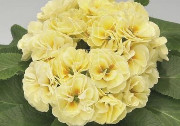 Primula vulgaris Palazzo Yellow
