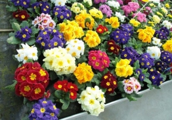 Primula vulgaris Herkules Late Special Mix