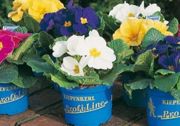 Primula vulgaris Herkules Late Mix