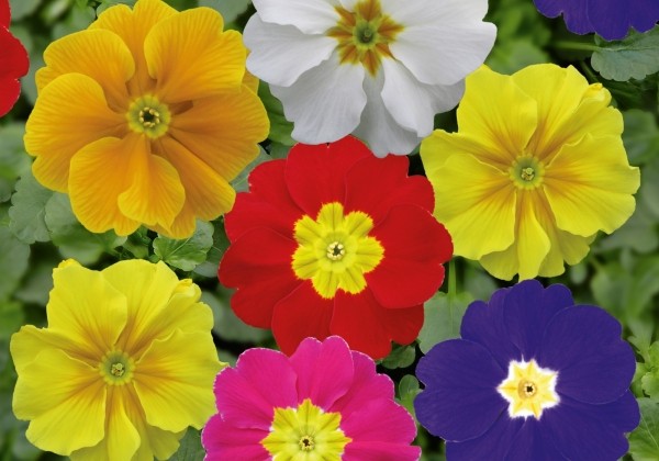 Primula vulgaris Herkules Extra Late Mix