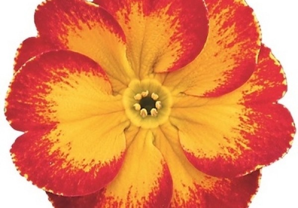 Primula vulgaris Alaska Bicolor Red