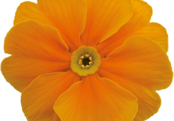 Primula vulgaris Alaska Orange