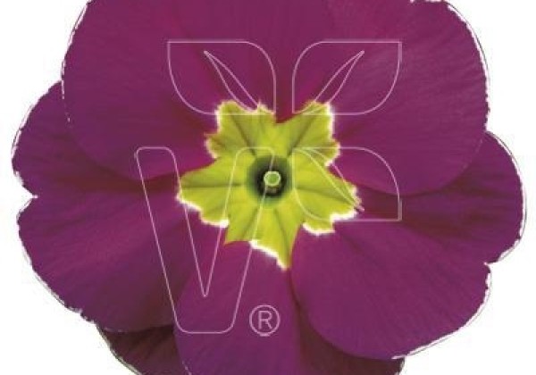 Primula vulgaris Alaska Purple