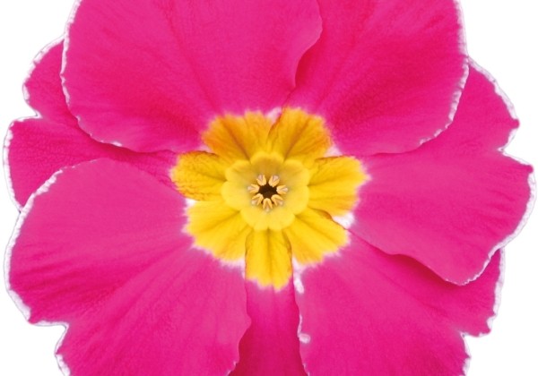 Primula vulgaris Alaska Rose