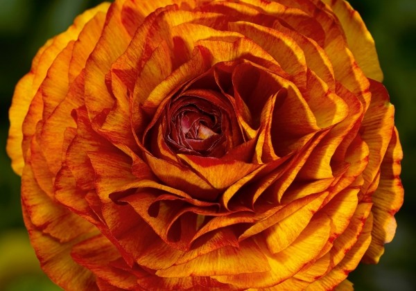 Ranunculus asiaticus Magic F1