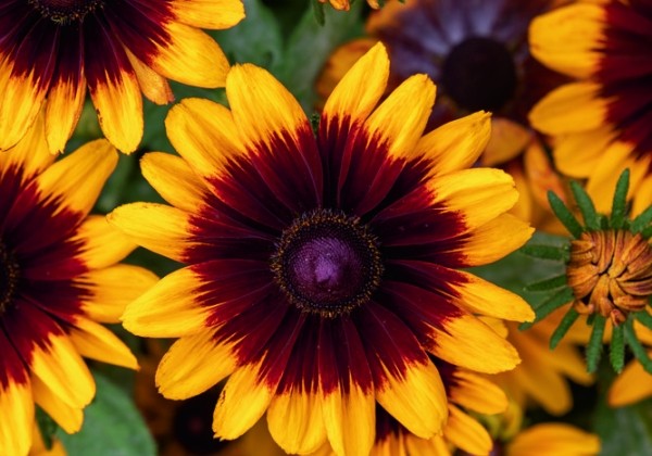 Rudbeckia hirta Pawnee Spirit
