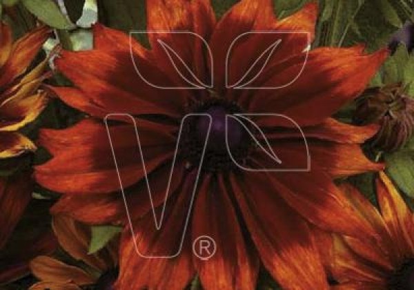 Rudbeckia hirta Cappuccino