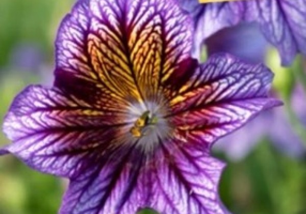 Salpiglossis sinuata Tora Blue