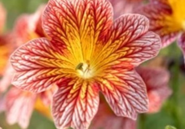 Salpiglossis sinuata Tora Red