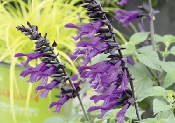 Salvia hybrida Amistad