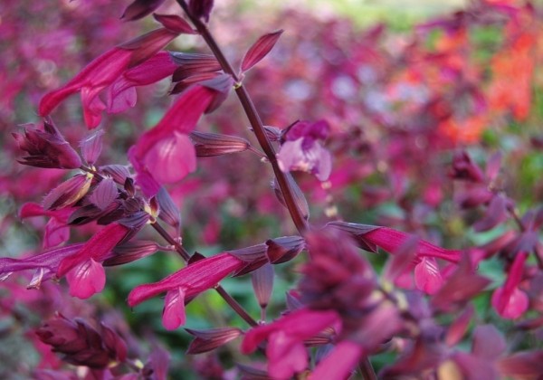 Salvia hybrida Love & Wishes