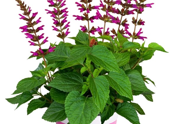 Salvia hybrida Salgoon Flamingo Lake