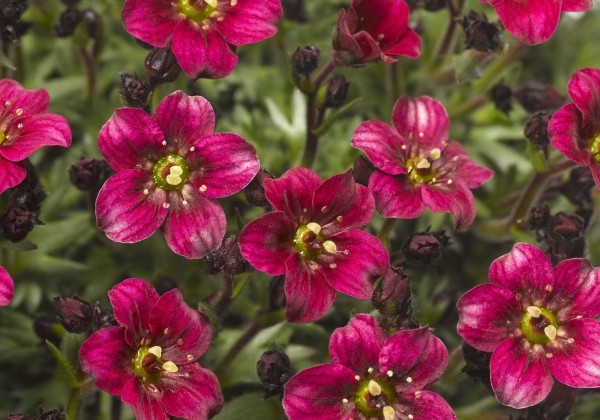 Saxifraga arendsii Alpino Deep Rose