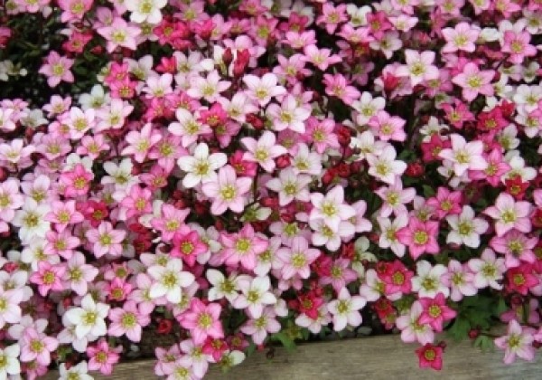 Saxifraga arendsii Alpino Pink
