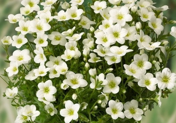 Saxifraga arendsii Alpino White