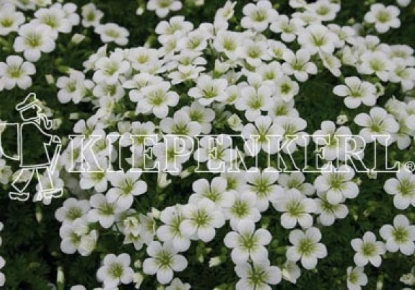 Saxifraga arendsii Alba