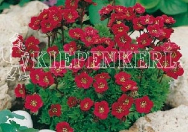 Saxifraga arendsii Harder Zwerg