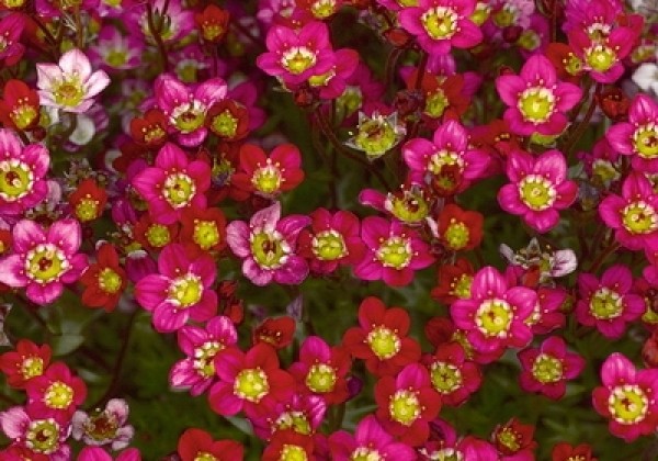 Saxifraga arendsii Red Cap