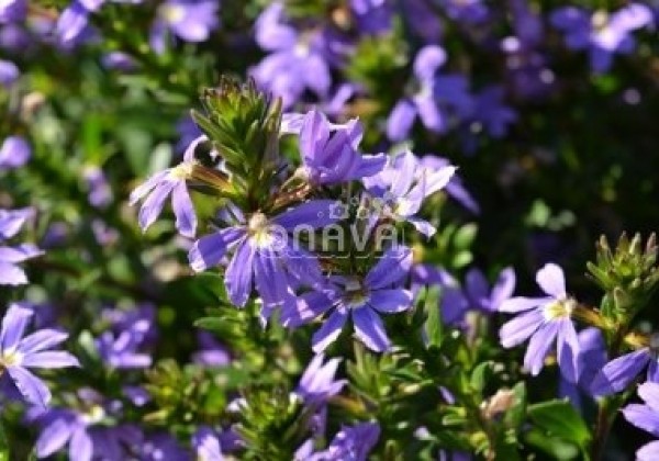 Scaevola aemula Abanico Blue