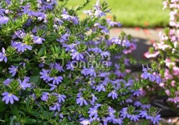 Scaevola aemula Abanico Blue
