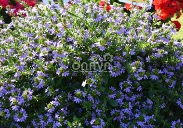 Scaevola aemula Abanico Blue