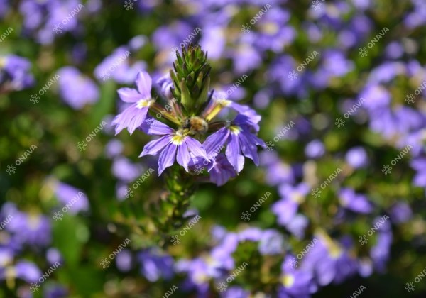Scaevola aemula Abanico Power Laguna Blue