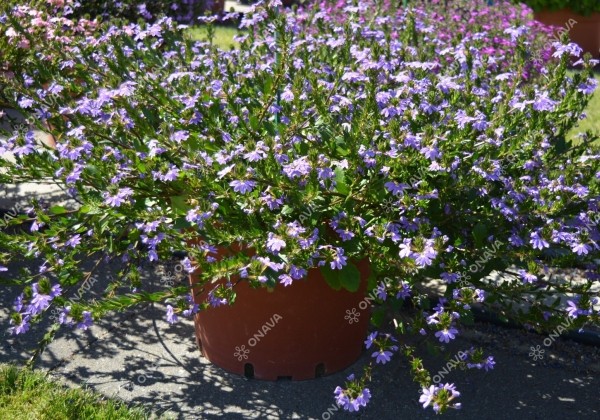 Scaevola aemula Abanico Power Laguna Blue