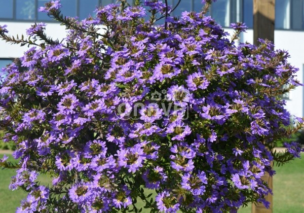 Scaevola aemula Abanico Purple