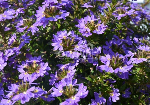 Scaevola aemula Abanico Purple