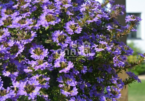 Scaevola aemula Abanico Purple